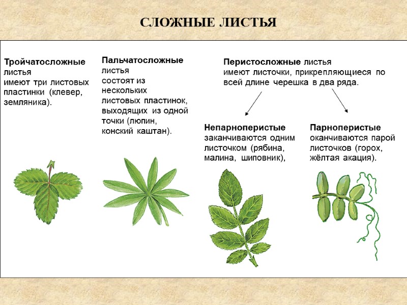 Тройчатосложные листья имеют три листовых пластинки (клевер, земляника). Пальчатосложные листья состоят из нескольких листовых